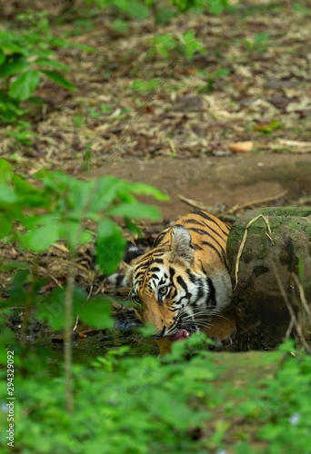 Female Tiger in Kolsa Zone seen drinking water at Tadoba Andhari Tiger Reserve Maharashtra India