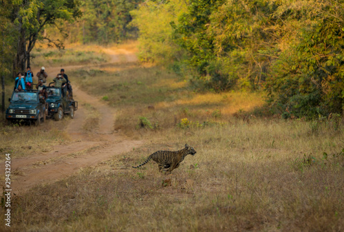 Canvas Print Kuwhani Female Tiger cub  crossing the road   seen at Tadoba Andhari Tiger Reser