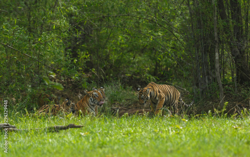 Kuwhani Female Tiger with Cubs  seen at Tadoba Andhari Tiger Reserve,Maharashtra,India