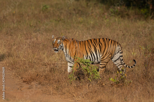 Kuwhani Female Tiger  seen at Tadoba Andhari Tiger Reserve,Maharashtra,India