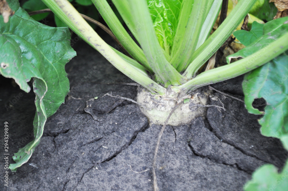Obraz premium Sugar beet field, background image, close up