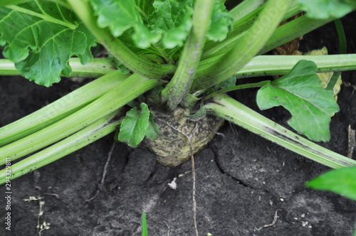 Sugar beet field, background image, close up