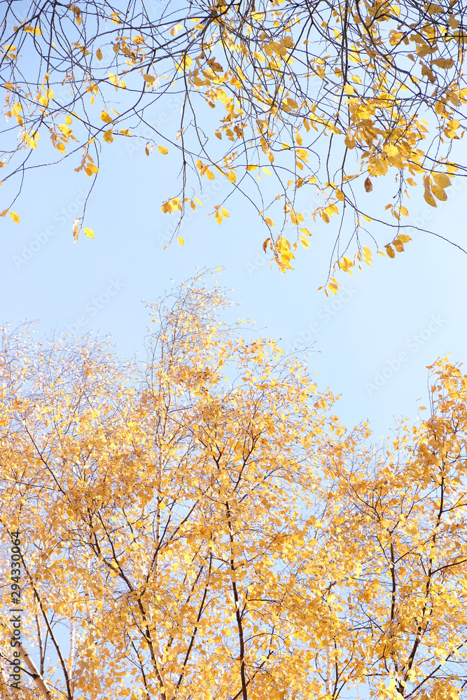Yellow foliage in the autumn park. Autumn leaves sky background. Yellow foliage in the autumn park. Autumn leaves sky background.