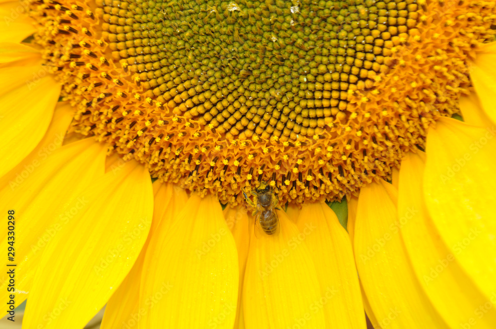 Beautiful sunflower flowers in the field, close up Beautiful sunflower flowers in the field, close up