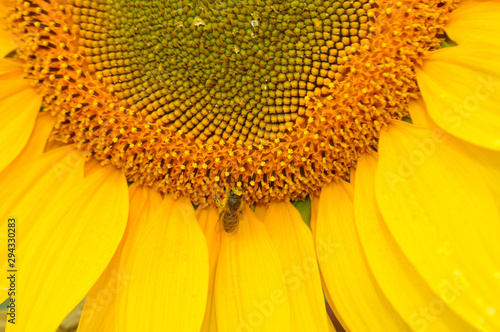 Beautiful sunflower flowers in the field  close up