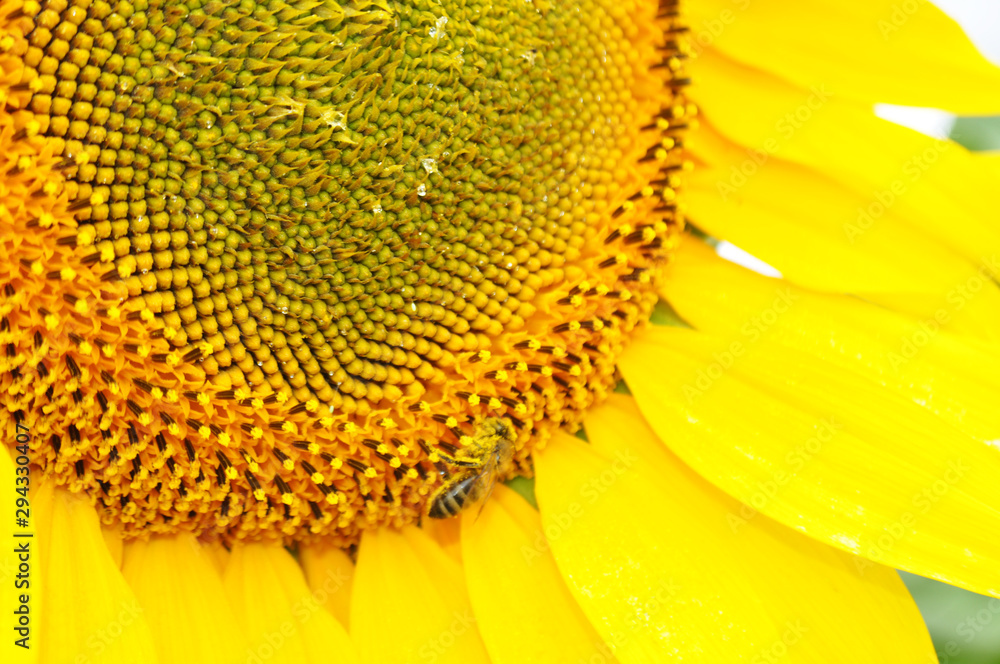 Beautiful sunflower flowers in the field, close up Beautiful sunflower flowers in the field, close up