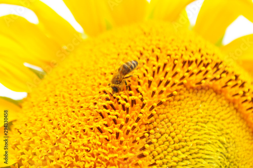 Beautiful sunflower flowers in the field  close up