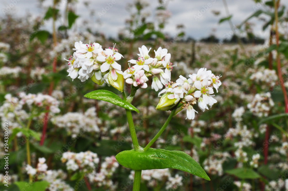 Buckwheat blossoms in the field, background image, close up Buckwheat blossoms in the field, background image, close up