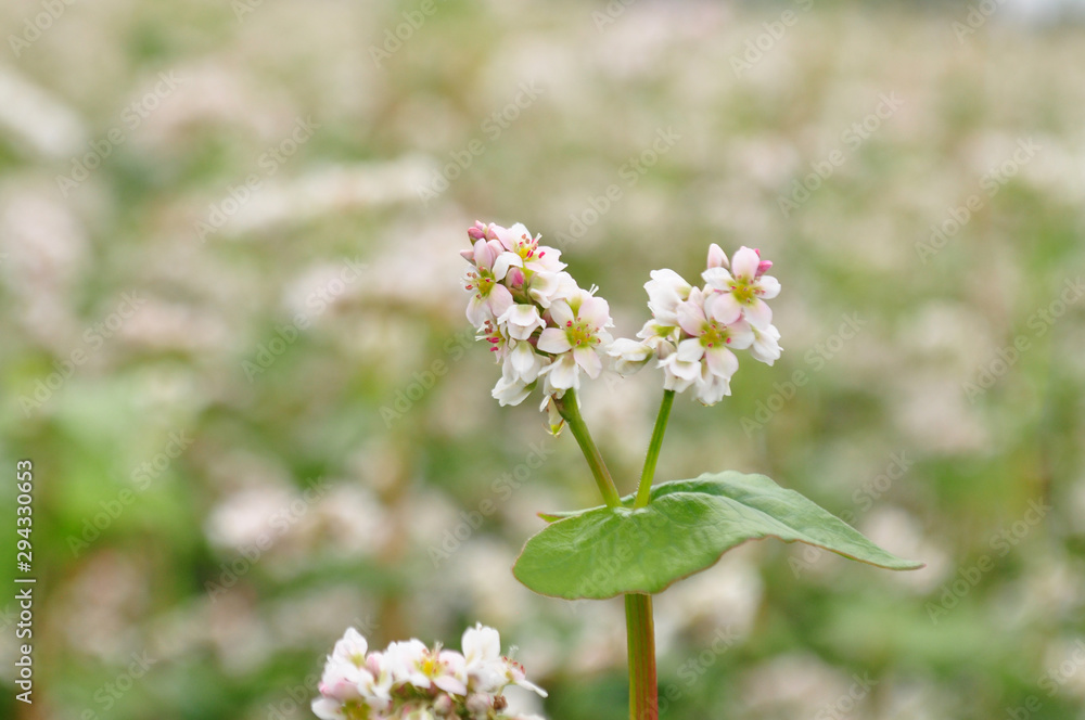 Fototapeta premium Buckwheat blossoms in the field, background image, close up