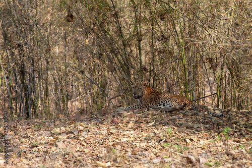 Wallpaper Mural Male Leopard seen at Tadoba Andhari Tiger Reserve,Maharashtra,India Torontodigital.ca