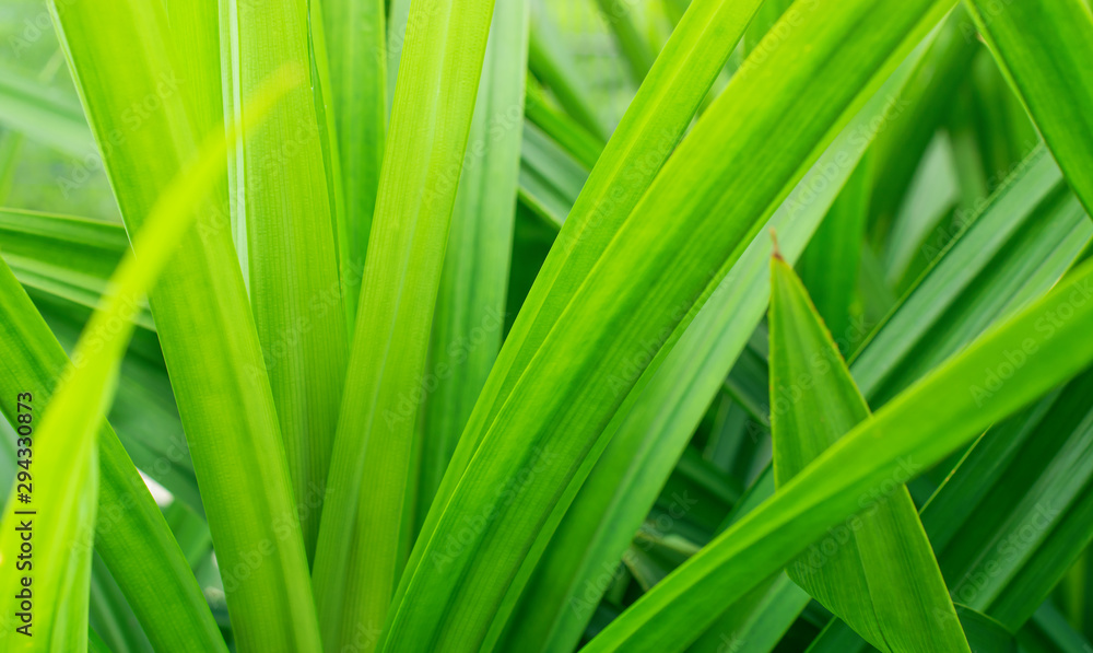 Natural green leaves background with sunlight in the morning. Natural green leaves background with sunlight in the morning.
