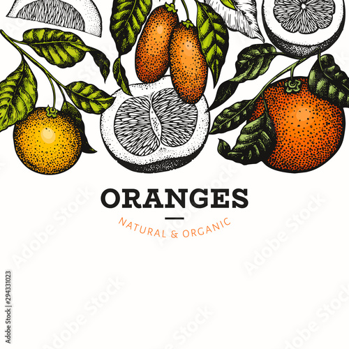 Citrus fruits design template. Hand drawn vector colour fruit illustration. Vintage citrus banner. photo