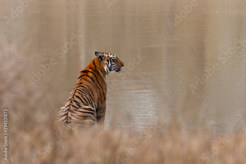 Tiger near  Pandhapavni Waterhole at Tadoba Andhari Tiger Reserve Maharashtra India