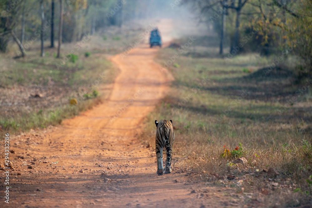 Tigress Maya walking on forest Trail at Tadoba Andhari Tiger Reserve,India