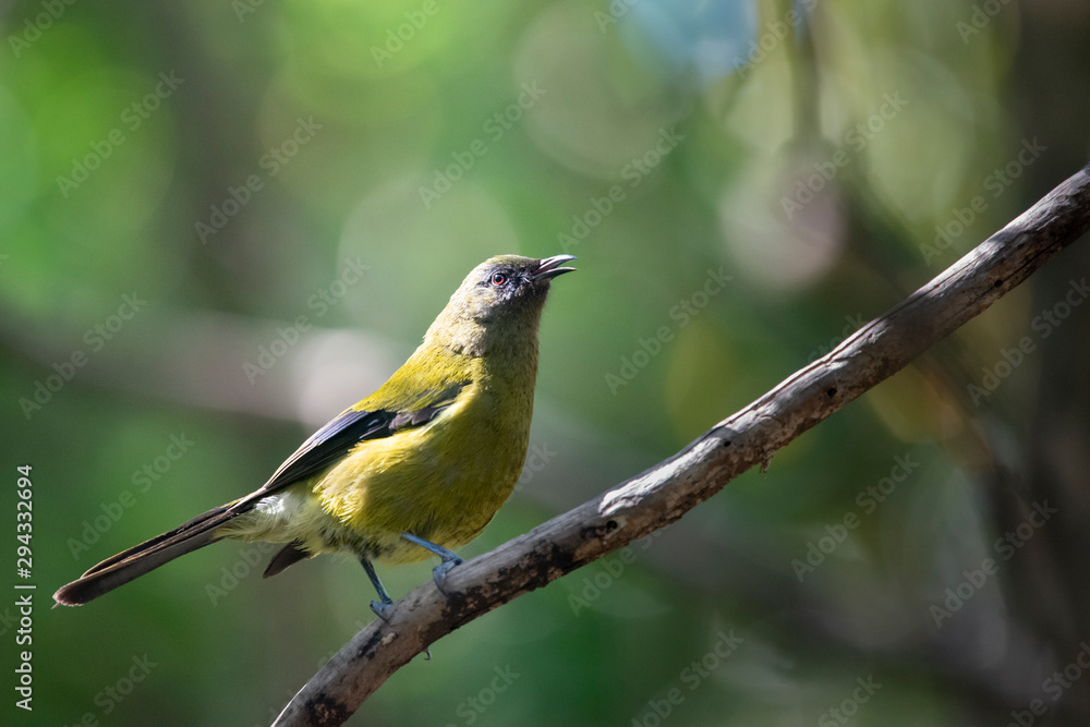 Obraz premium New Zealand bellbird (Anthornis melanura), also known by its Maori names korimako and makomako