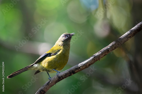 New Zealand bellbird (Anthornis melanura), also known by its Maori names korimako and makomako