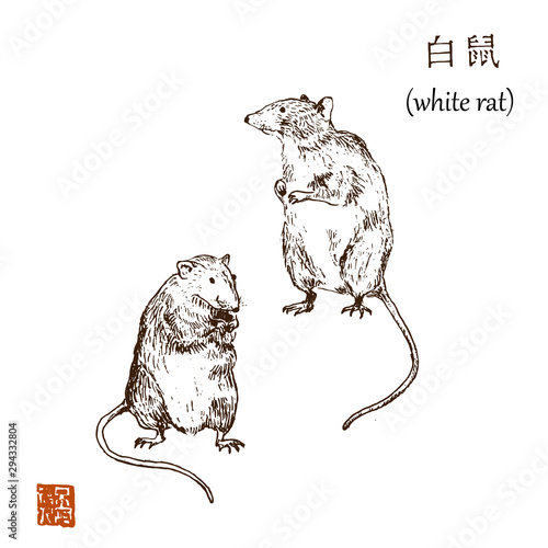 Chinese new year 2020 year of white rat vector illustration. Sketch rats and hieroglyph asian graphic. Hieroglyph says white rat. Isolated on white hand drawn. photo