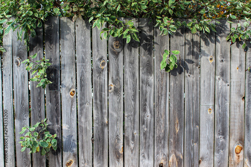 The texture of a wooden fence with vertical gray boards. Between the planks sticking out of the tree branches.