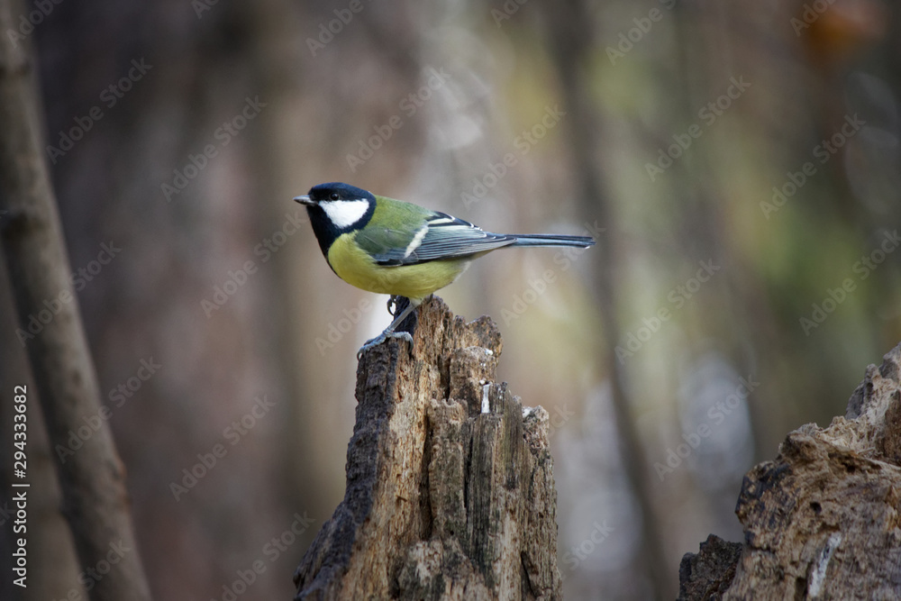 Naklejka premium on a tree.Tit decided to relax a bit before the next flight in search of food.