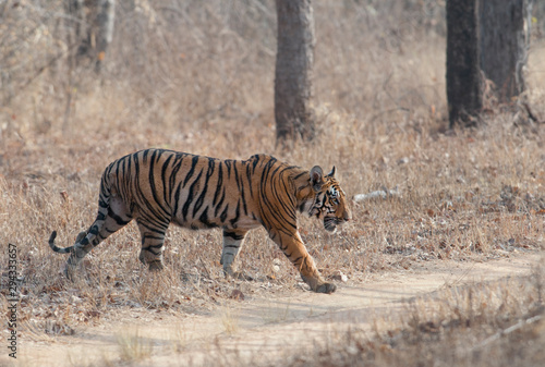 Male Tiger namdev seen at Tadoba Andhari Tiger Reserve Maharashtra India