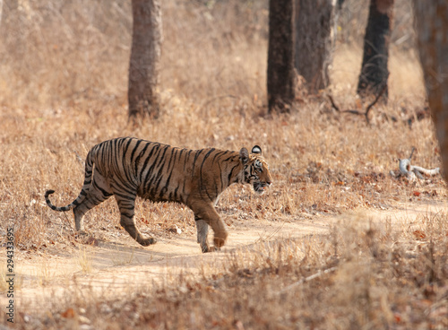 Kolsa Felame Tigre seen at Tadoba Andhari Tiger Reserve Maharashtra India