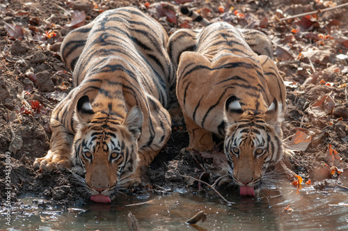 Tiger Cub drinking water  seen at Tadoba Andhari Tiger Reserve,Maharashtra,India photo