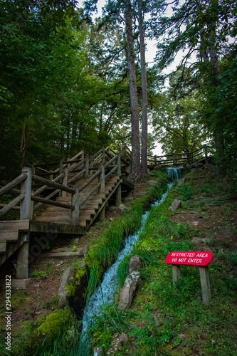 wooden bridge in forest