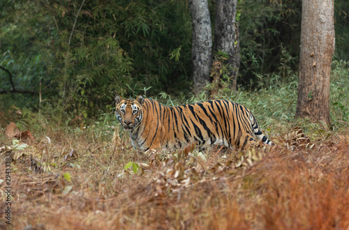 Tigress Shivanjhari Female seen at Tadoba Andhari Tiger Reserve Maharashtra India