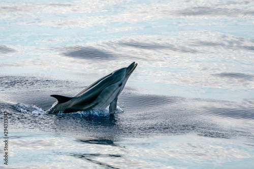Photography striped dolphin jumpin at sunset