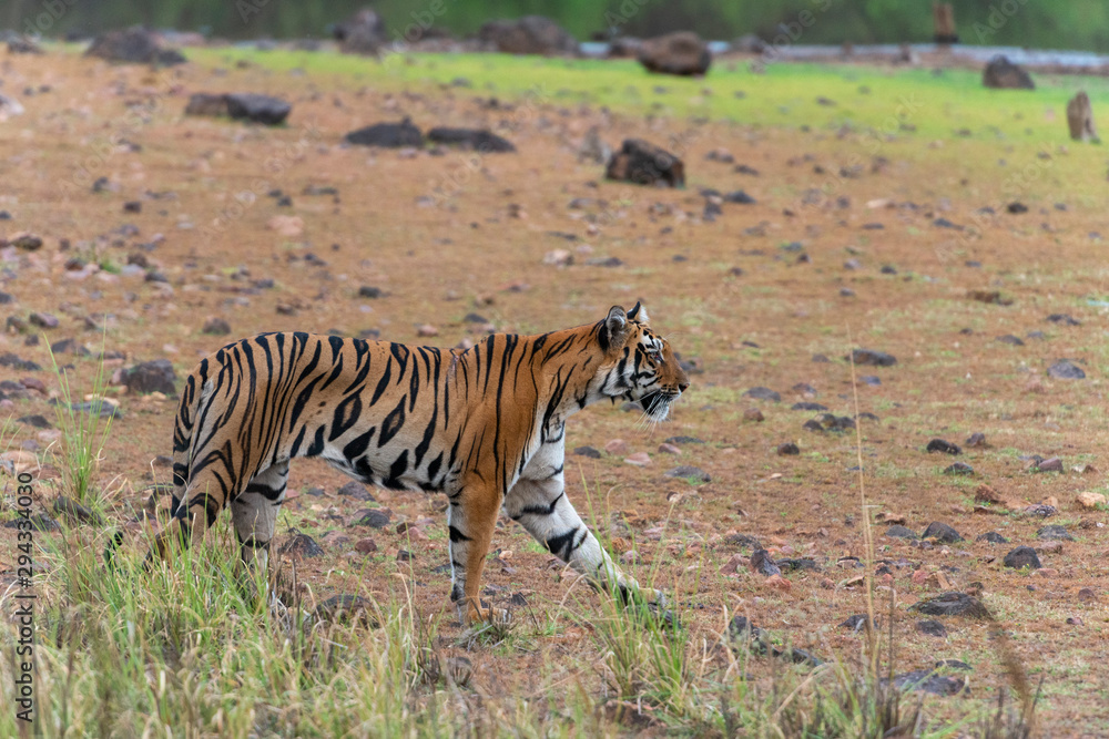 Fototapeta premium Tigress Sonam seen near Telia Lake at Tadoba Andhari Tiger Reserve,Maharashtra,India