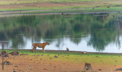 Tigress Sonam seen near Telia Lake  at Tadoba Andhari Tiger Reserve Maharashtra India