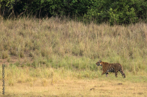 Tigress Sonam seen stalking on spotted deers  near Telia Lake  at Tadoba Andhari Tiger Reserve,Maharashtra,India