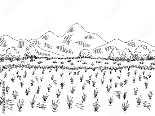Rice field graphic black white landscape sketch illustration vector