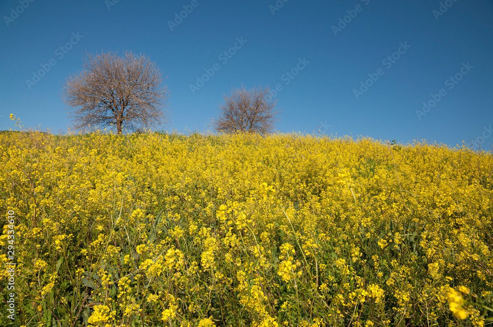 Wild mustard flowers in nature