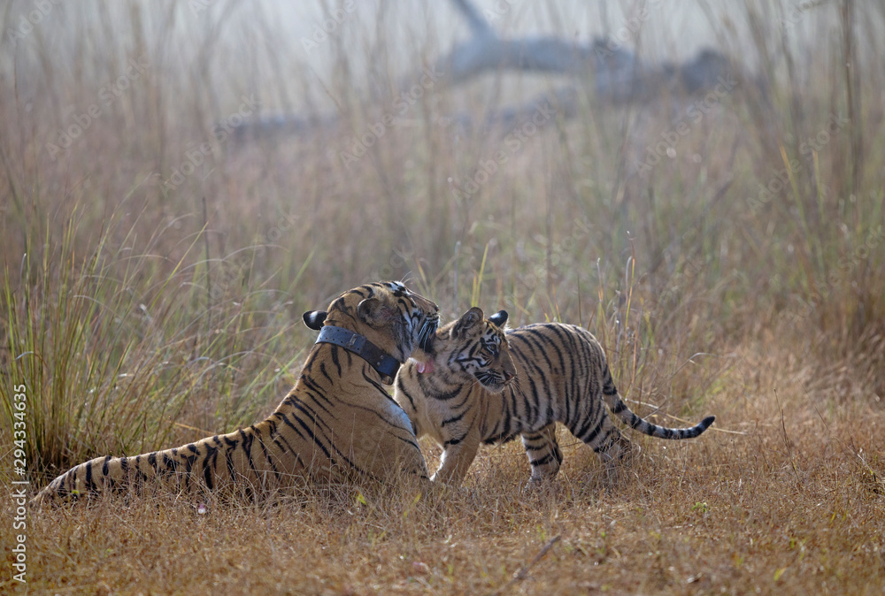 Fototapeta premium Tigreress Choto Tara with a radio collar with her cubs at Tadoba Andhari Tiger Reserve,Maharashtra,India