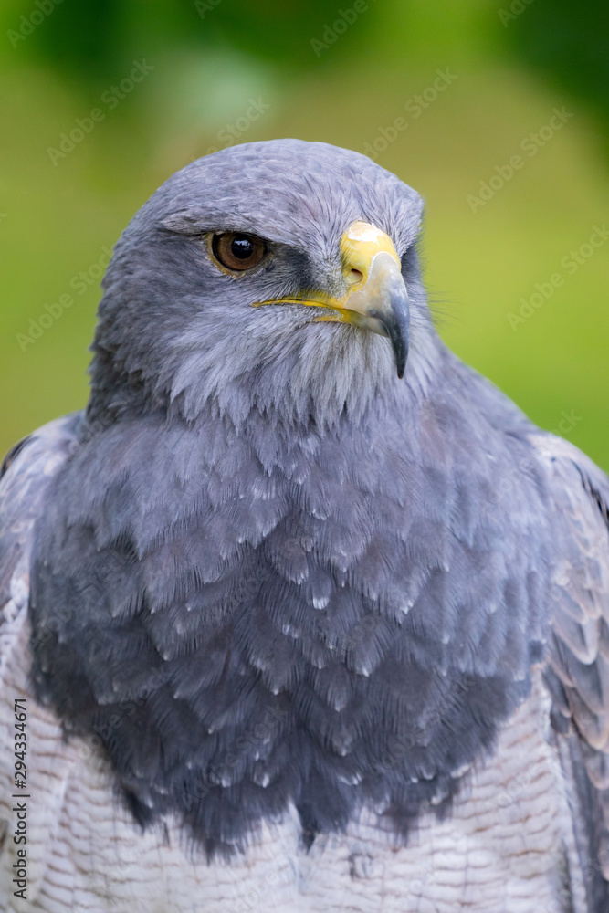 Portrait of a amazing southamerican bird Portrait of a amazing southamerican bird