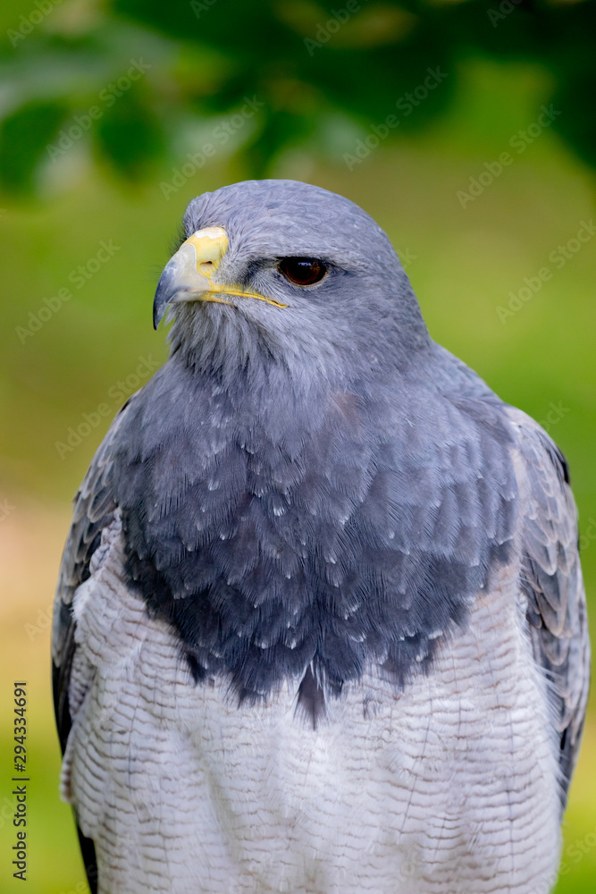 Fototapeta premium Portrait of a amazing southamerican bird