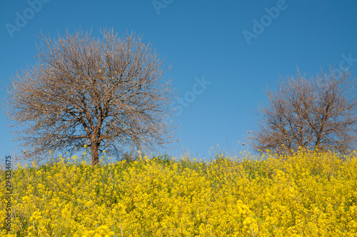 View of wild mustard flowers and tree in the shed