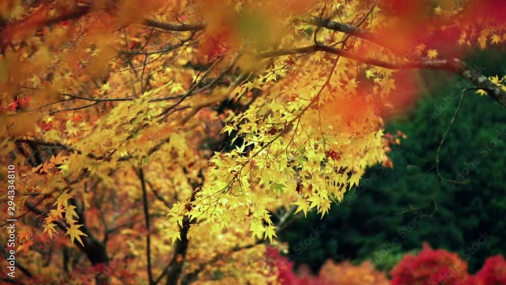 Cinematic slow montion with camera pan and dof of maple leaves moving follow wind. Cinematic slow montion with camera pan and dof of maple leaves moving follow wind.
