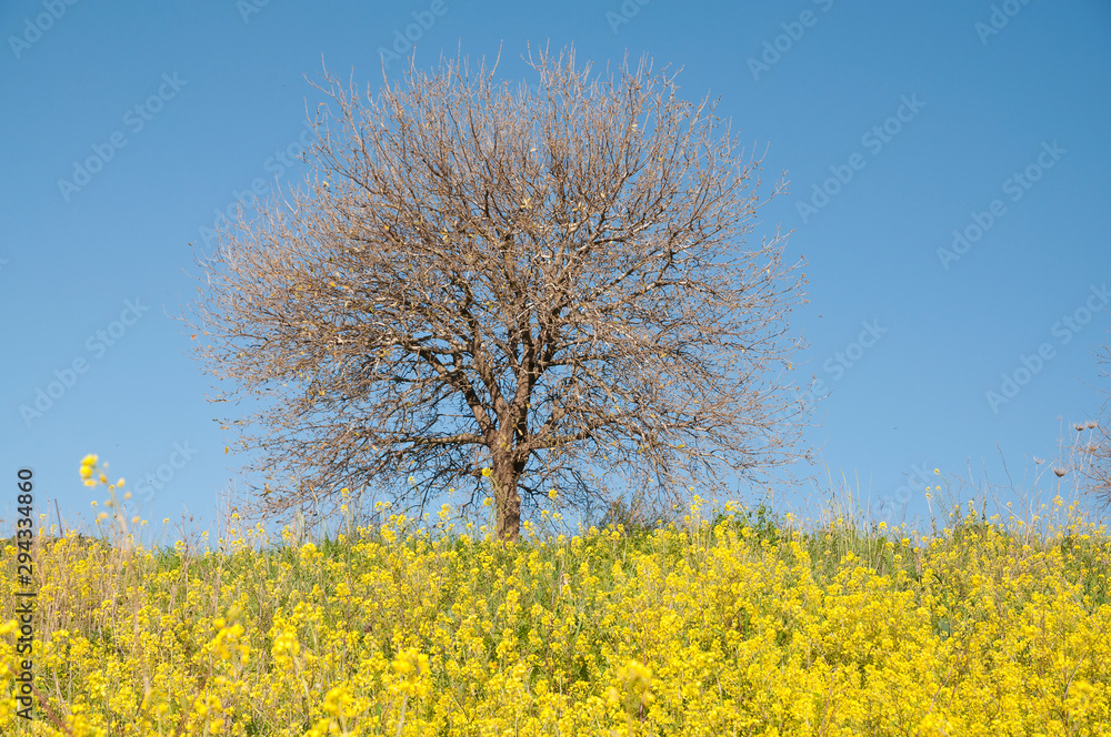 Trees without leaves in a wild mustard field Trees without leaves in a wild mustard field