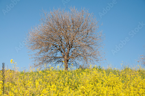 Trees without leaves in a wild mustard field