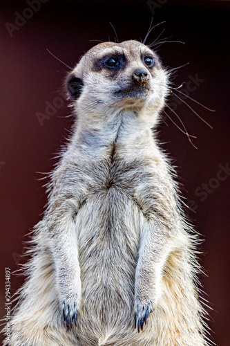 Meerkat (Suricata suricatta), also known as the suricate. © Gelpi