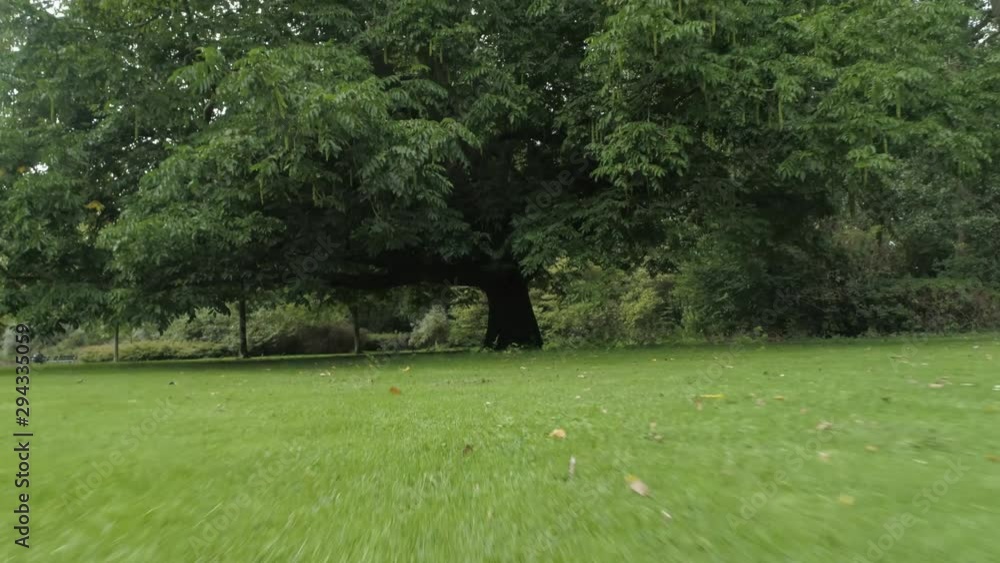 Dolly out by Drone revealing a Huge Tree in a Park with Leaves flying in front of Camera Dolly out by Drone revealing a Huge Tree in a Park with Leaves flying in front of Camera