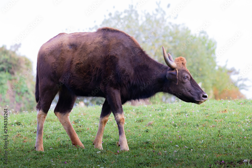 Big gaur with amazing hurns grazing