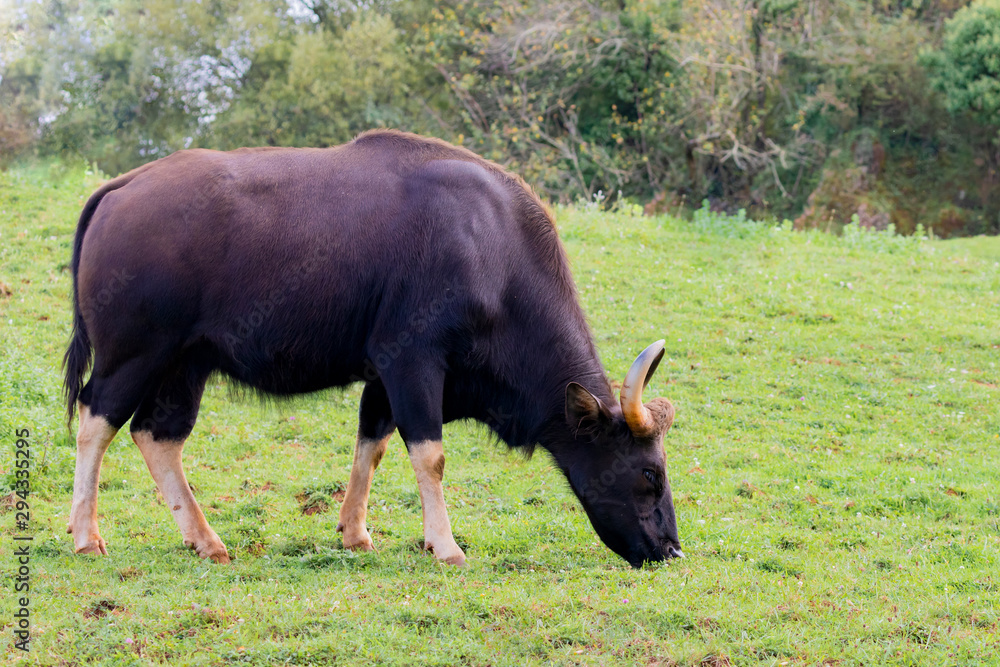 Big gaur with amazing hurns grazing