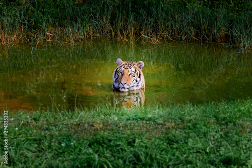 Amazing tiger taking a bath