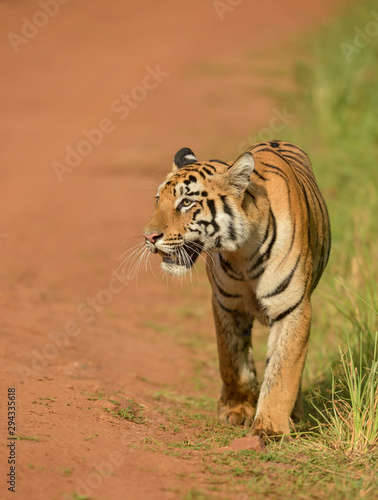 Tigrer cub seen stalking on spotted deers  near Telia Lake  at Tadoba Andhari Tiger Reserve,Maharashtra,India photo