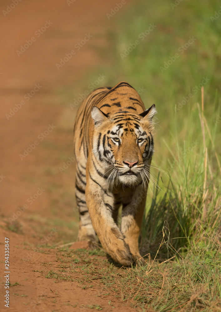 Fototapeta Tigrer cub seen stalking on spotted deers  near Telia Lake  at Tadoba Andhari Tiger Reserve,Maharashtra,India