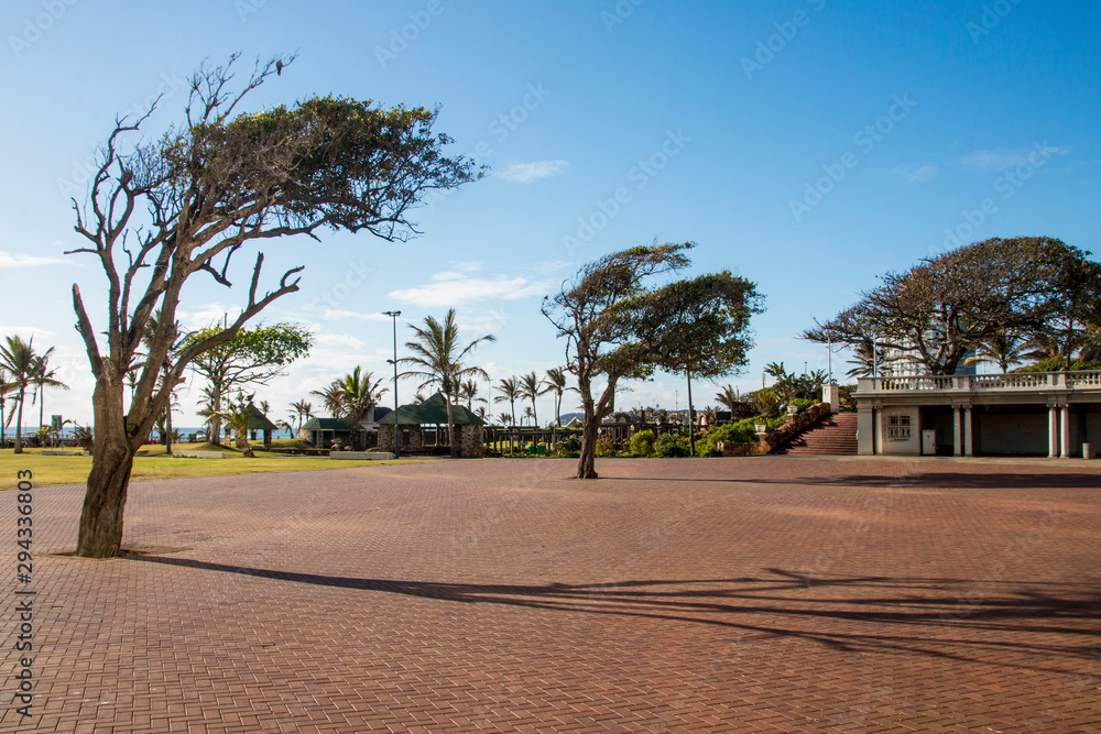Obraz premium Wind Blown Trees at Durban's Amphitheatre