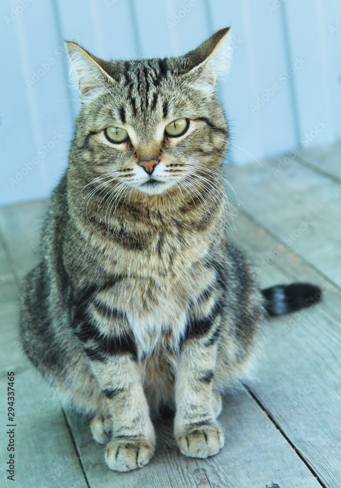 Beautiful cat sitting quietly on the porch Beautiful cat sitting quietly on the porch